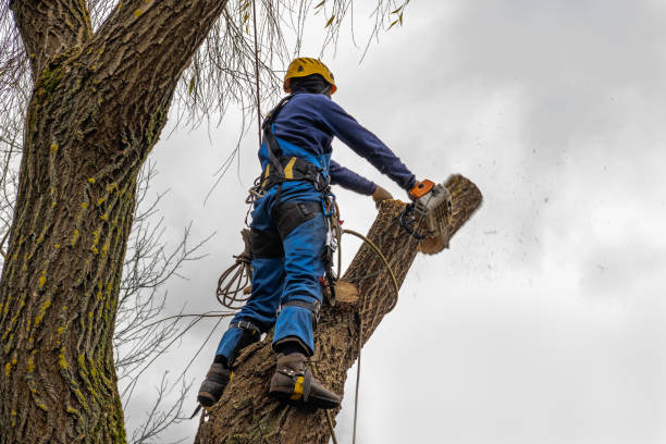 Reliable Timberlake, VA  Tree Services Solutions